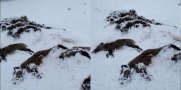 Bingöl’de domuz katliamına tepki: Avcılık bir spor değil cinayettir