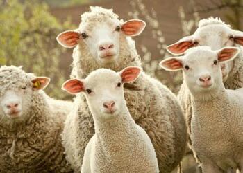 Siirt’te 250 koyun çalındı