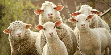 Siirt’te 250 koyun çalındı