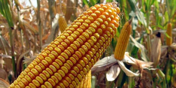 GDO’lu mısır şurubunda kota kaldırılıyor mu?