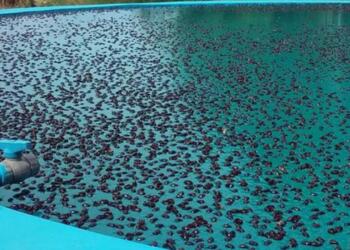 Gergedan böceği kentleri sardı: Kanalizasyon sistemi tıkandı