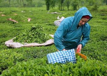 ÇAYKUR işçilerinden dayanışma çağrısı