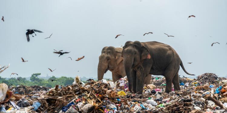 Plastik atıklar 20 fili öldürdü
