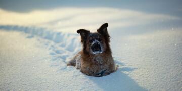 Kar fırtınasına yakalan çocuk geceyi köpeğe sarılarak atlattı