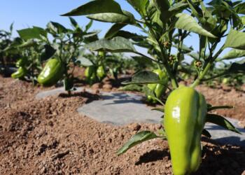 Üreticiler girdi fiyatlarından şikayetçi: 120 liraya aldığım ip 800 lira