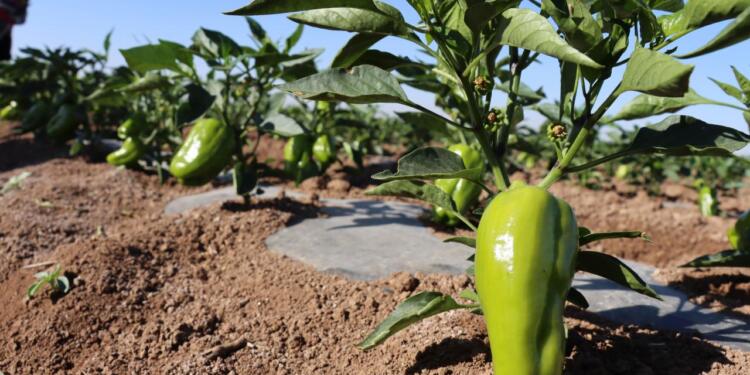 Üreticiler girdi fiyatlarından şikayetçi: 120 liraya aldığım ip 800 lira