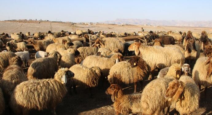 DEDAŞ koçerlerin suyunu kesti: 16 bin koyun susuz