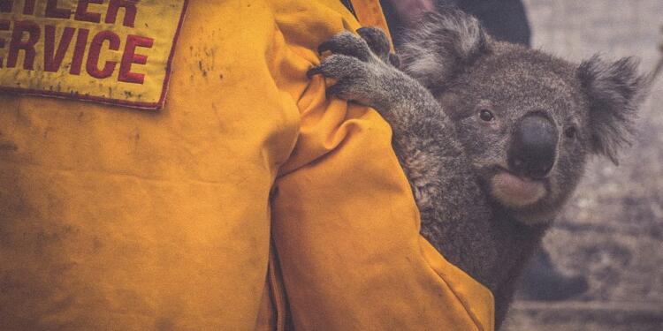 Koalalar ‘nesli tükenmekte olan’ hayvanlar listesine eklendi
