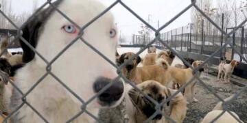 Onlarca köpek çöplükte ölü bulundu