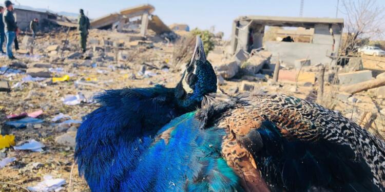 HDP MYK: Kürt düşmanlığının bir sonucu, NATO, ABD ve Irak sessizliği utanç verici