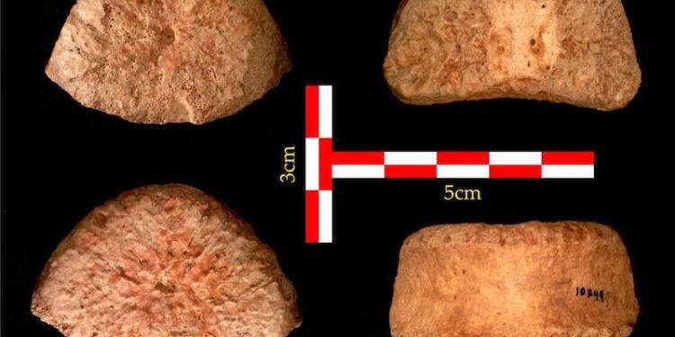 Ürdün Vadisi’nde 1.5 milyon yıllık insan omuru bulundu