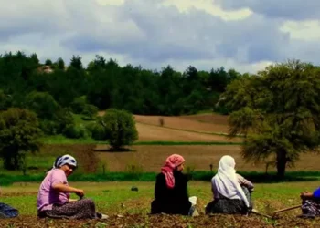 Araştırma: İstanbul’da diplomalı kadınlar işsizlerin oranı yüzde 42,8