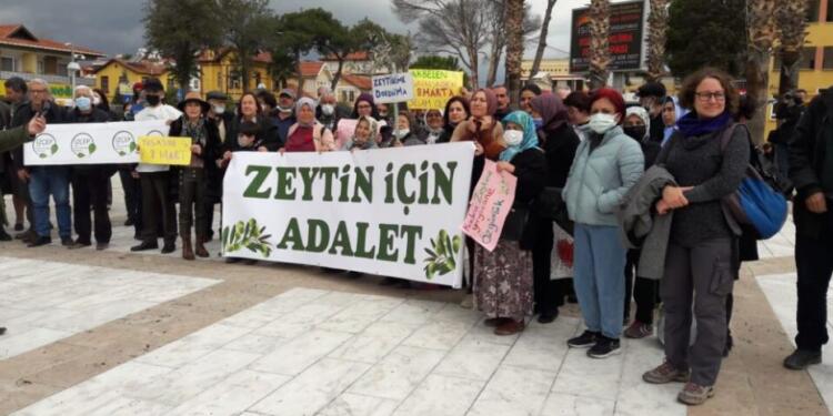 Zeytin katliamı için adım atıldı!