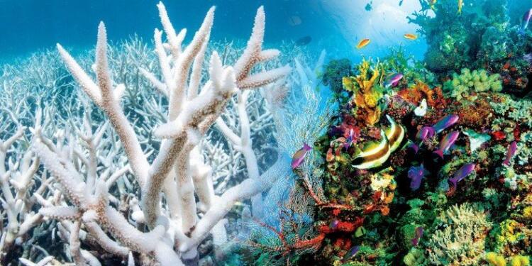 İklim Büyük Set Resifi’ni de vurdu