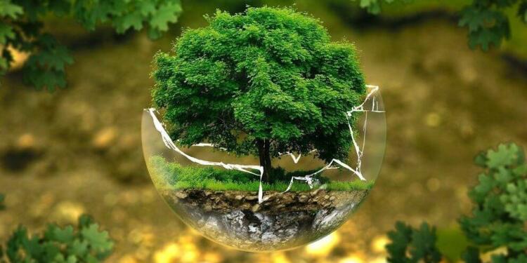 Dünyada 1 milyon canlı türü tehlikede