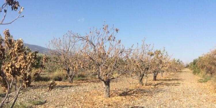 Kuyucak’ta yeraltı barajı kimin için?