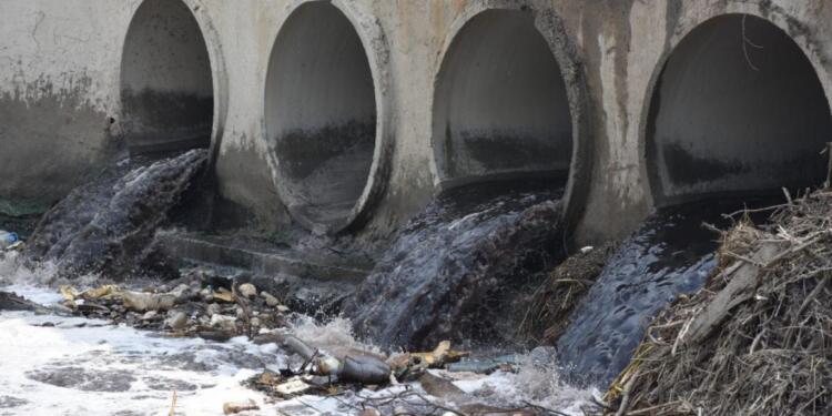 Ergene  Nehri’nde yoğun ilaç atıkları!