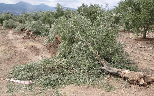 AKP’ye göre maden, zeytin ağacından değerli!  
