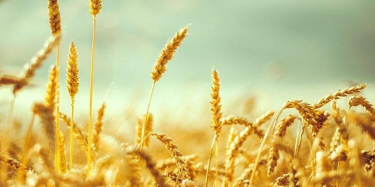 Buğday ülkesi ne hale geldi