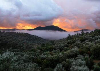 Zeytinliklerin rantı: Ucuz iş gücü yaratma peşindeler