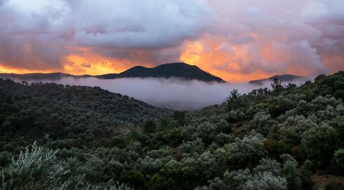 Zeytinliklerin rantı: Ucuz iş gücü yaratma peşindeler