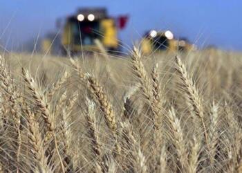 TMO buğdaya yüzde 22 zam yaptı: Bayram sonrası ekmek zamlanacak