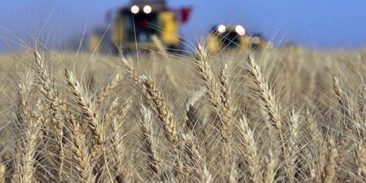 TMO buğdaya yüzde 22 zam yaptı: Bayram sonrası ekmek zamlanacak