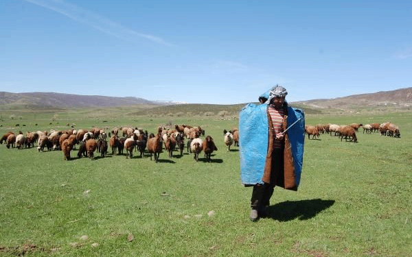 Hakkari ve Van’da çobanlara güvenlik soruşturması şartı