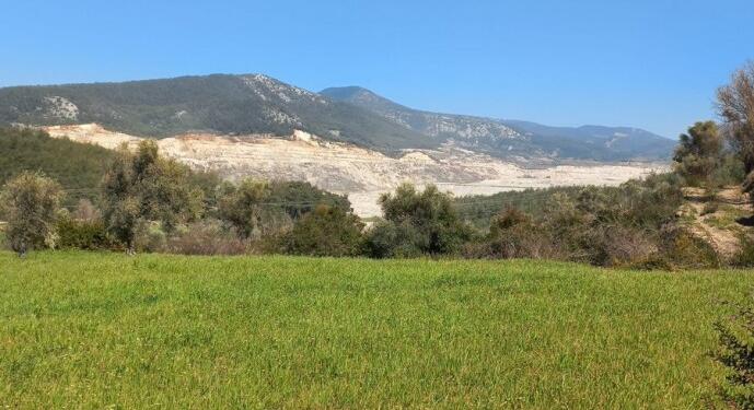 Şirket için İkizköy’de zeytin ağacı kıyımı