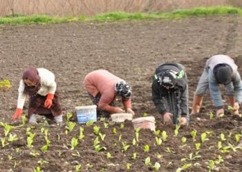ZMO: Çiftçi 230 milyar TL borçlu, çiftçi yeterli gübreleme yapmadığından rekolte kaybı olacak