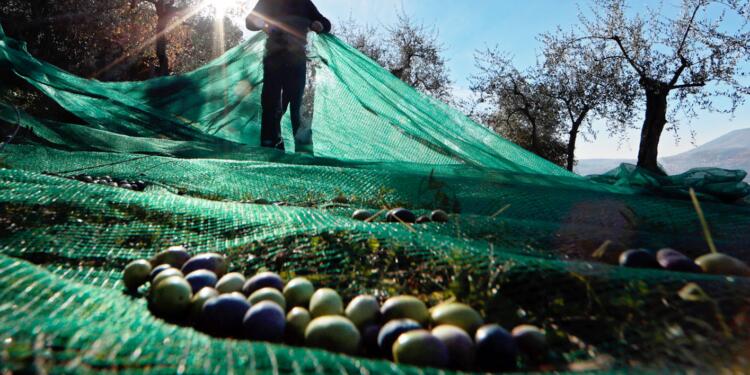 Üretim Reformu önünü açmıştı: Zeytinlik alanlar madene açıldı
