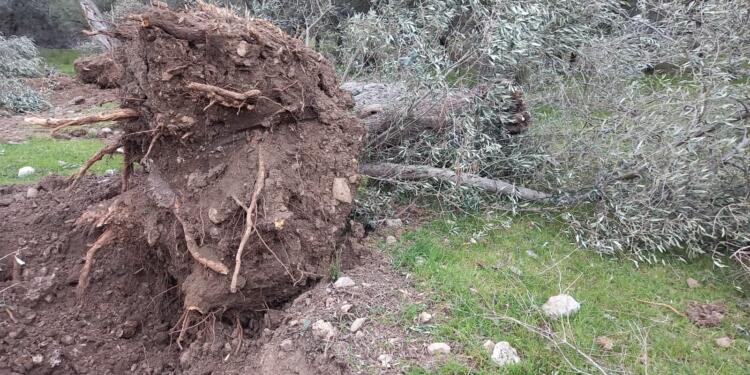 Zeytinlikler için tehlike sürüyor