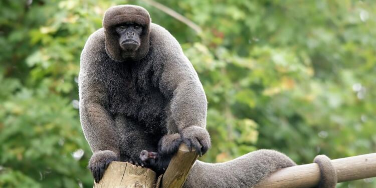 Ekvador’da yaban hayvanların hakları tanındı