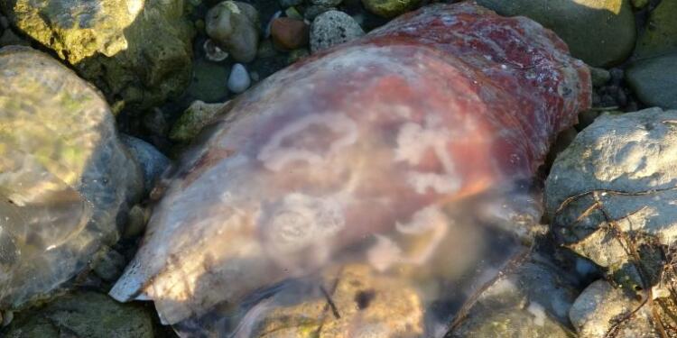 Çanakkale’de zehirli denizanaları!