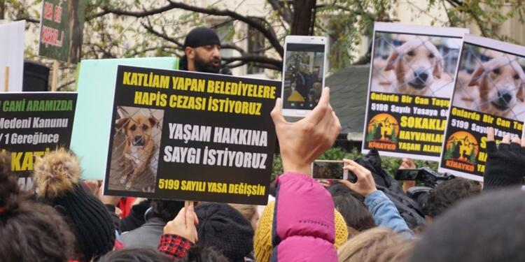 Hamile köpeği katledip aracıyla sürükleyen kişi serbest!