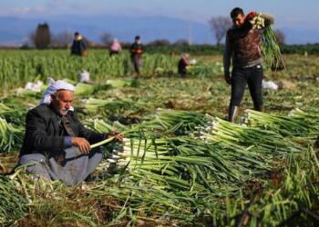 Bakan Kirişci: Tarımda eksik yok!