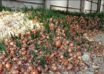 Tarlada 0,50, halde 5, pazarda 10 TL