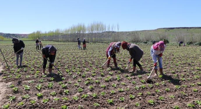 Tarım işçiliğinde sömürü devam ediyor: 10 saate 90 lira