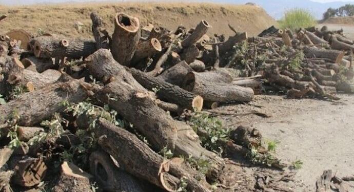 Ağaç kıyımı devam ediyor