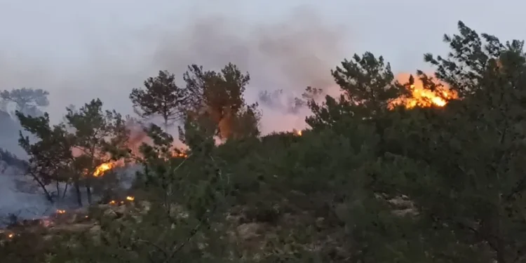 Bodrum’da ormanlık alanda yangın