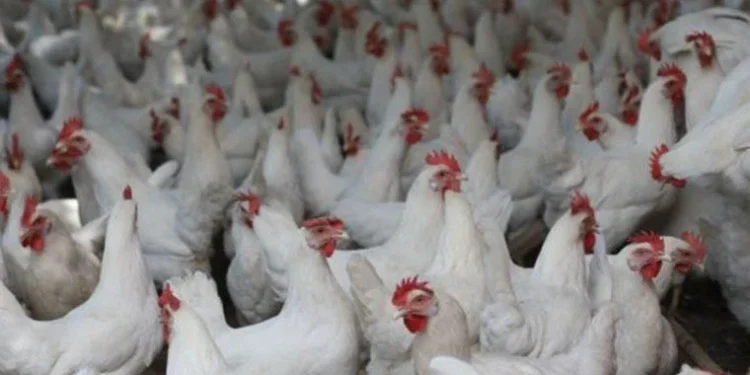 GDO’lu hayvan yemine onay verildi