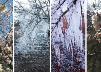 Kayısı bahçelerini don vurdu: Evlerde yas var gibi