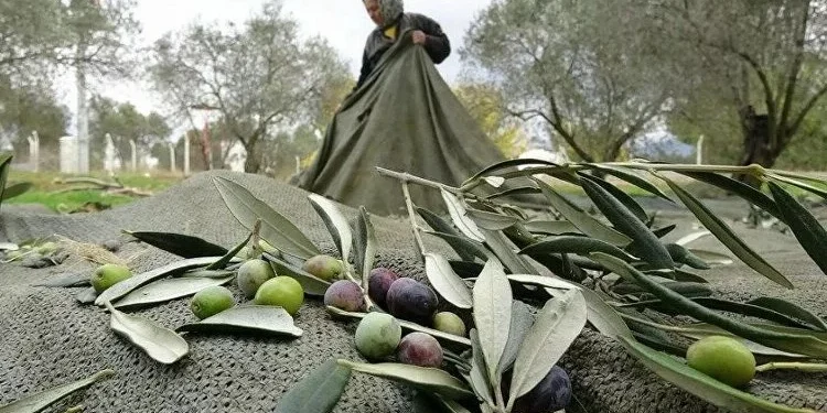 Zeytin için buluşacaklar: Zeytin hayattır, hayatıma dokunma