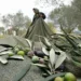 Zeytin için buluşacaklar: Zeytin hayattır, hayatıma dokunma