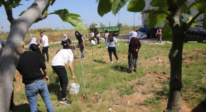 Öcalan’ın yaş günü dolayısıyla zeytin fidanı dikildi