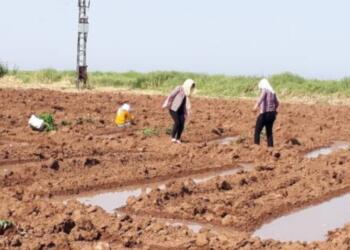 Rojava’da kadınlar komünal üretimi örüyor