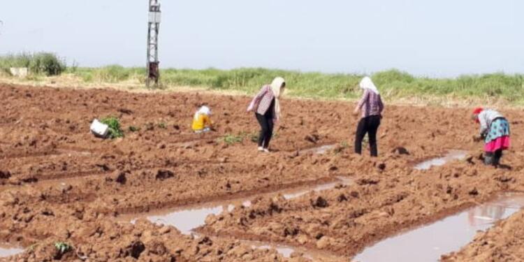 Rojava’da kadınlar komünal üretimi örüyor
