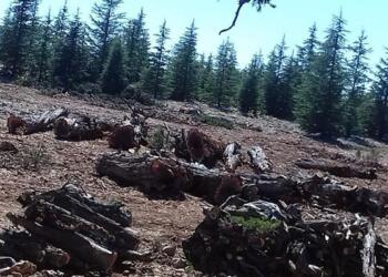 Ardıç katliamı yeniden başladı