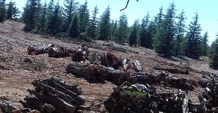 Ardıç katliamı yeniden başladı