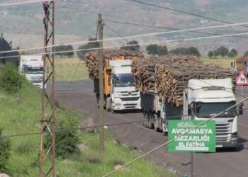 Cudi ve Besta’da ağaç kıyımı sürüyor